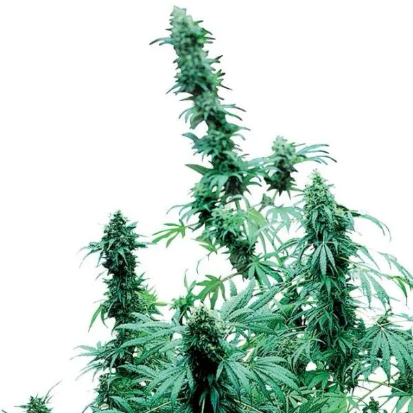 SALE!! Sensi Seeds - Early Skunk